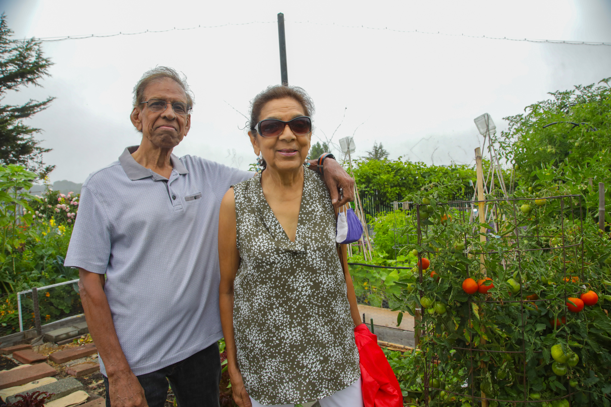 A man, Vasant, has his arm around his wife, Sharda while they stand next to ripening tomato plants in their P-Patch garden plot.