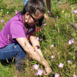 A person in a purple shirt kneeling in an garden surrounded by plants with delicate purple flowers.