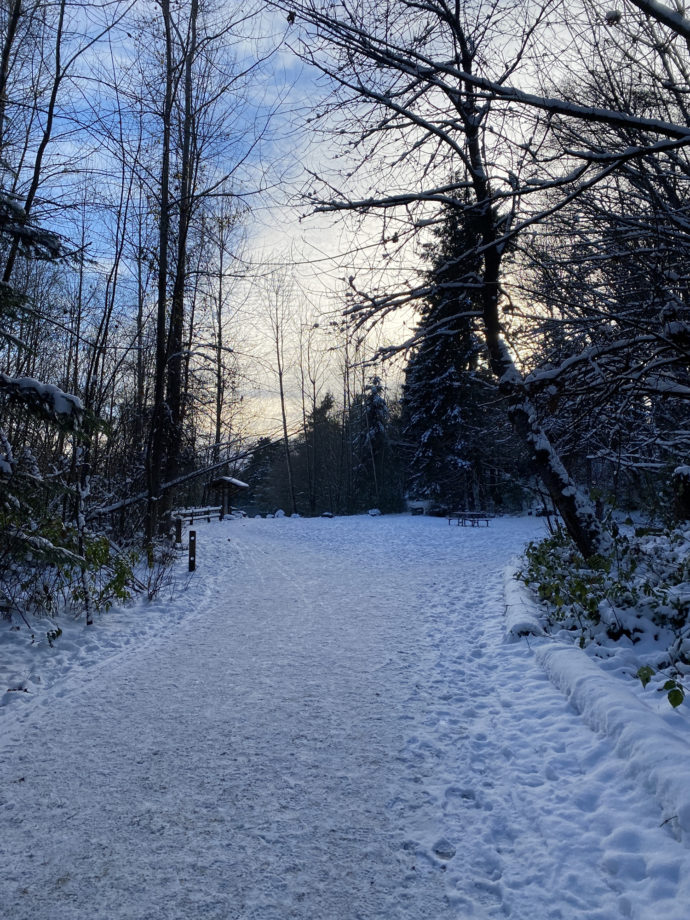 snow covered walkway entering a forested park