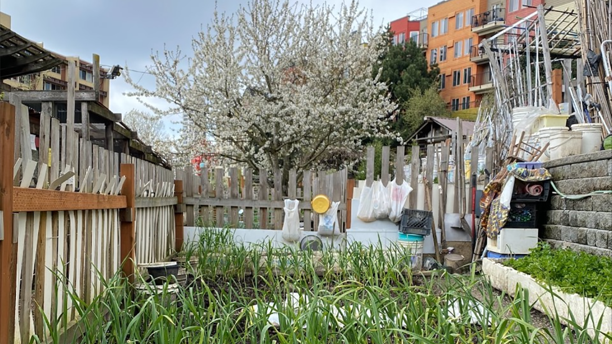 A garden bed with garlic growing in the foreground with a blooming tree and apartment buildings featured in the background