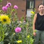 A woman standing in a community garden with yellow and purple dahlias