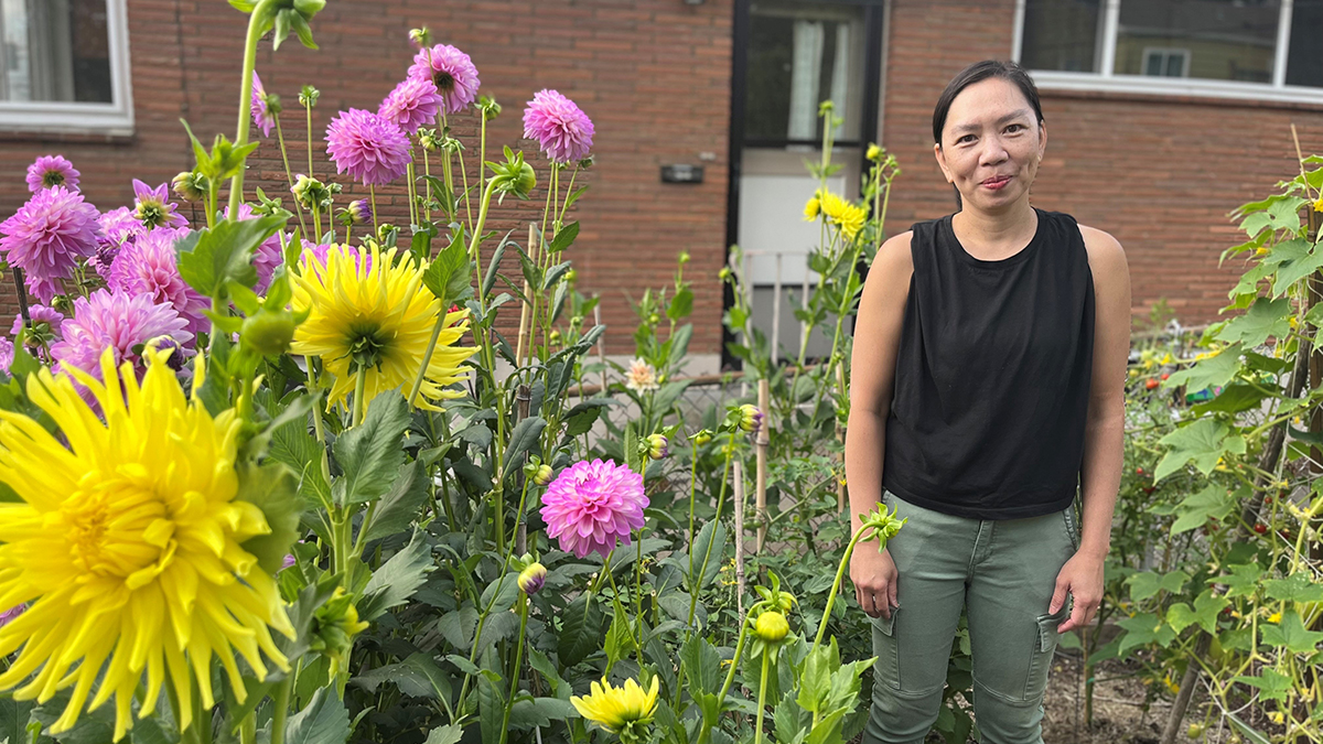 A woman standing in a community garden with yellow and purple dahlias