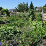 A P-Patch Community Garden with a tall sign with hand-painted text that says: "Garden Giving"