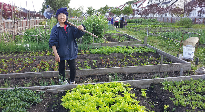 A community gardener stands next to a bed of lettuce holding a shovel propped over their shoulder.