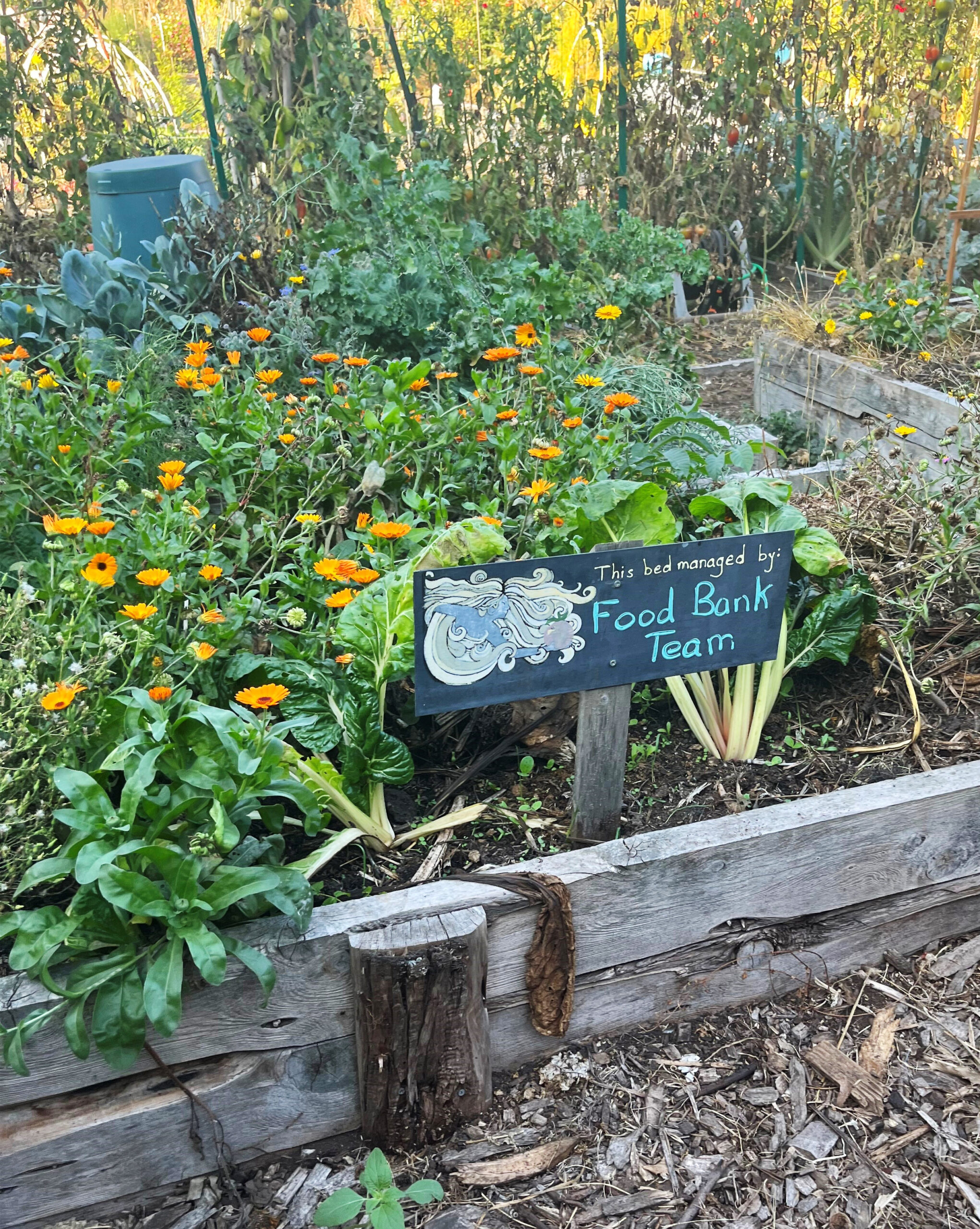 A sign posted in a P-Patch community garden plot that reads "This bed is managed by the Food Bank Team."