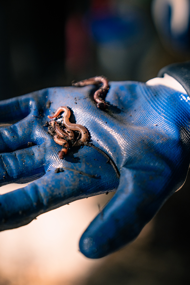 Close-up photo of a hand wearing a garden glove holding a few red garden worms