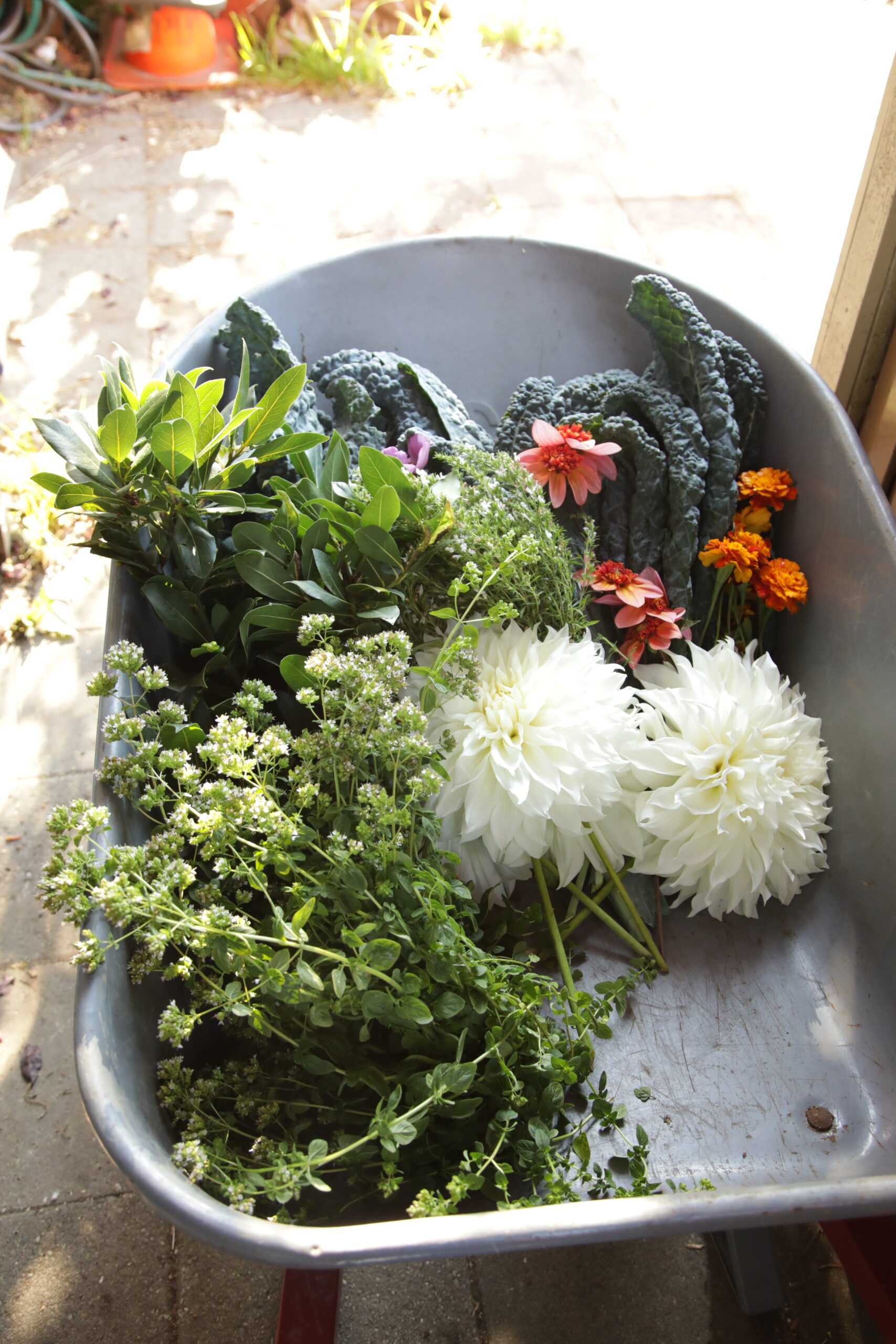 A wheelbarrow filled with kale, herbs and flowers from Picardo garden