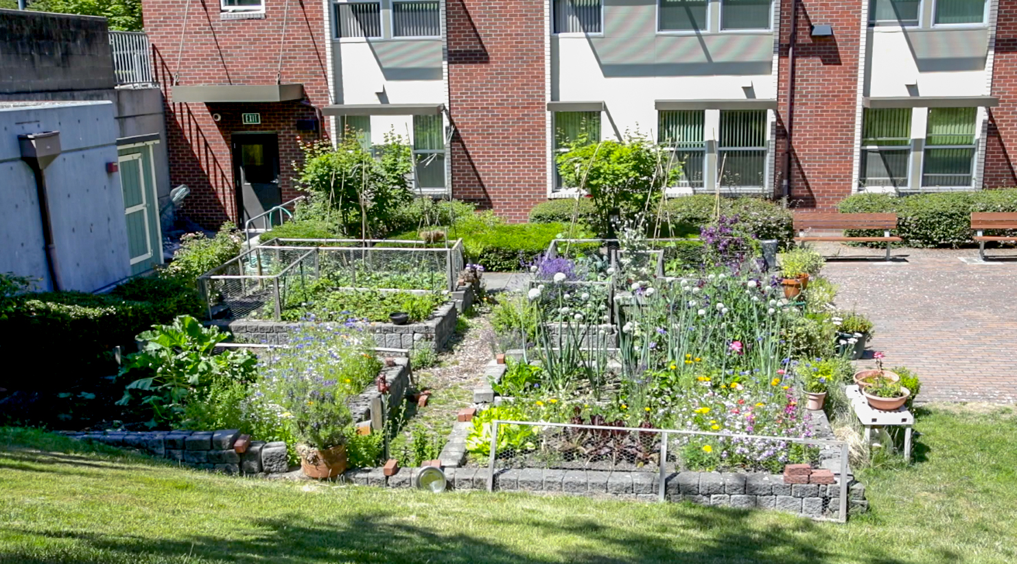 Garden plots with lush vegetation arranged in the courtyard of a brick building