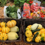 Two crates of yellow squash, a bag of greens, and a bag of tomatoes sit in the path of a garden