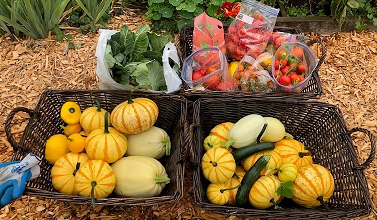 Two crates of yellow squash, a bag of greens, and a bag of tomatoes sit in the path of a garden