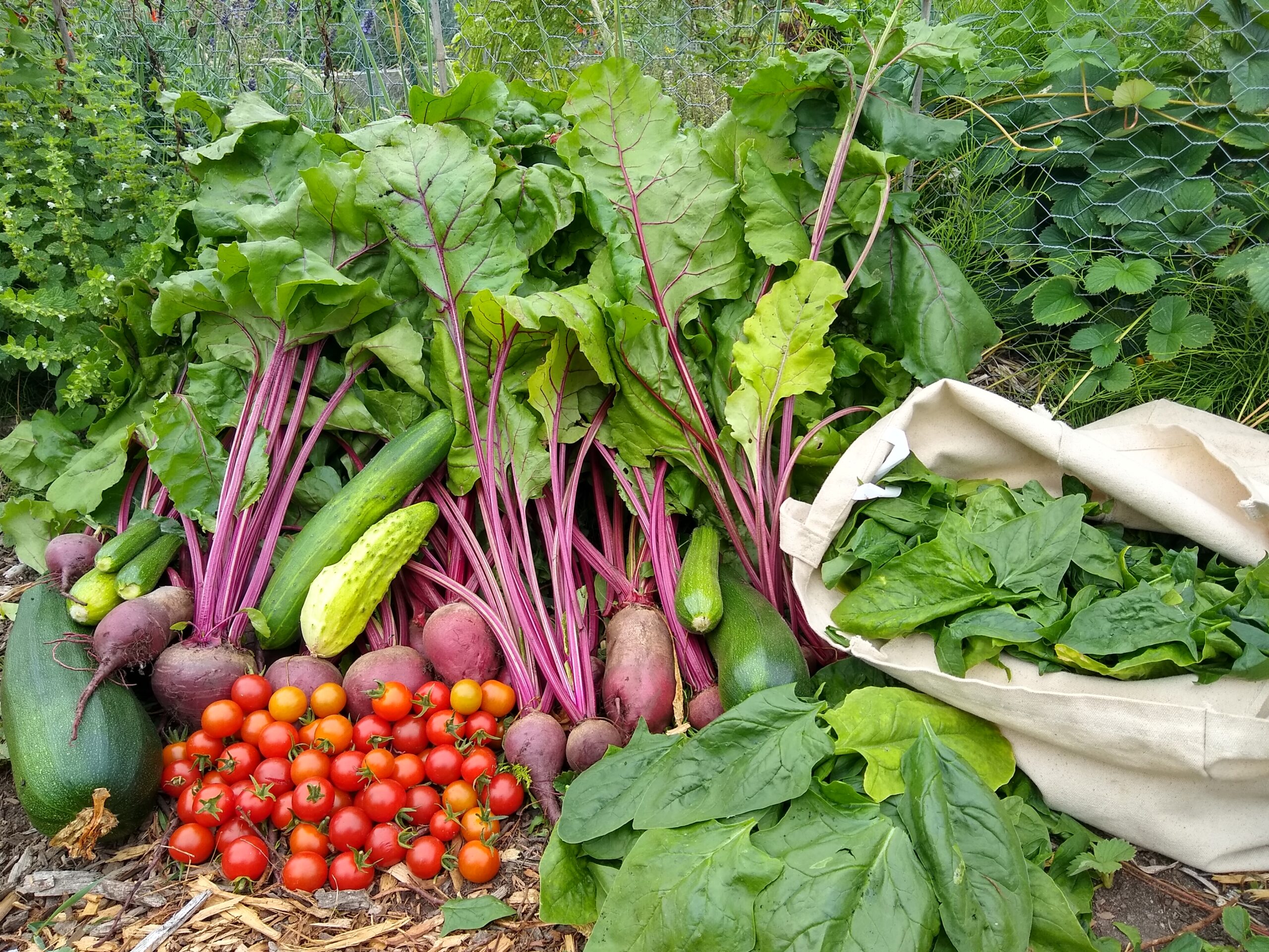 Collections of produce harvested from community gardens