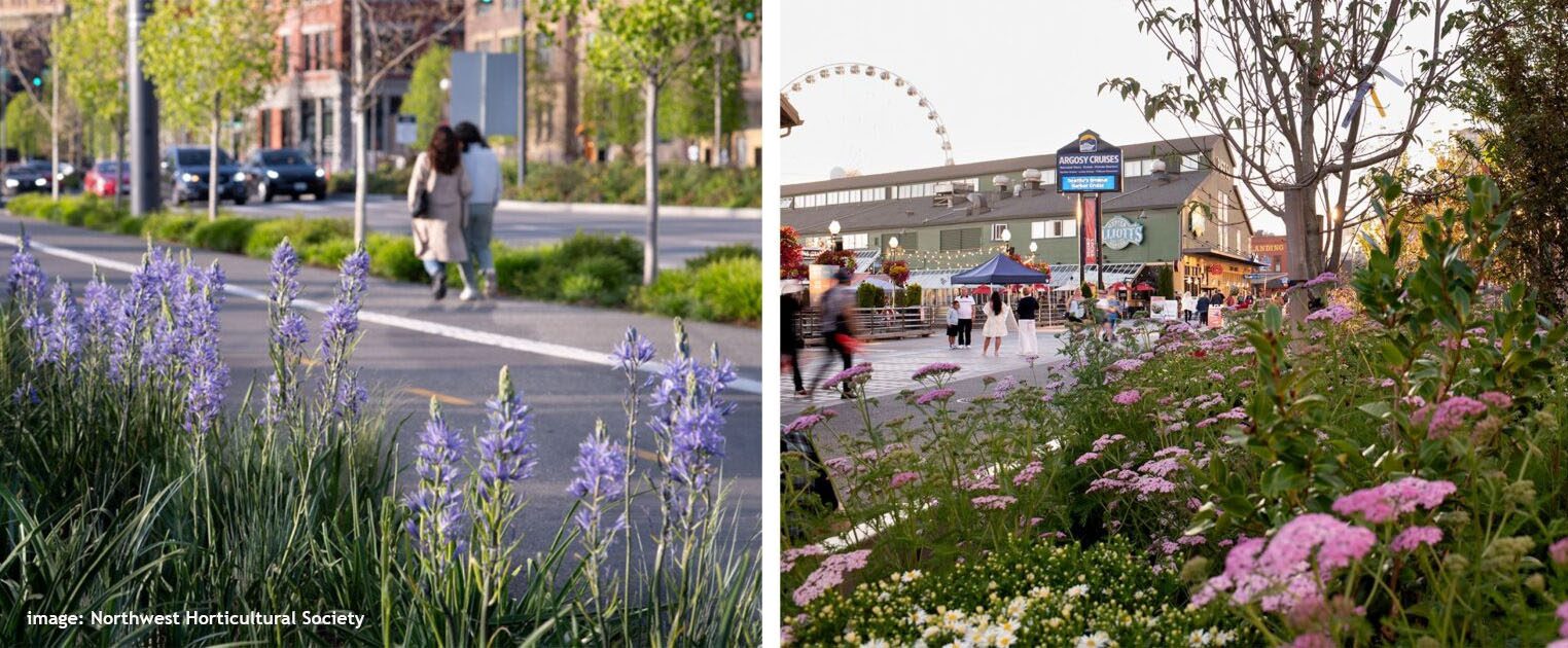 Two images side by side. One shows purple camas flowers planted a long a paved path with people walking in the background. The other pictures pink yarrow plants with Seattle's waterfront in the background.