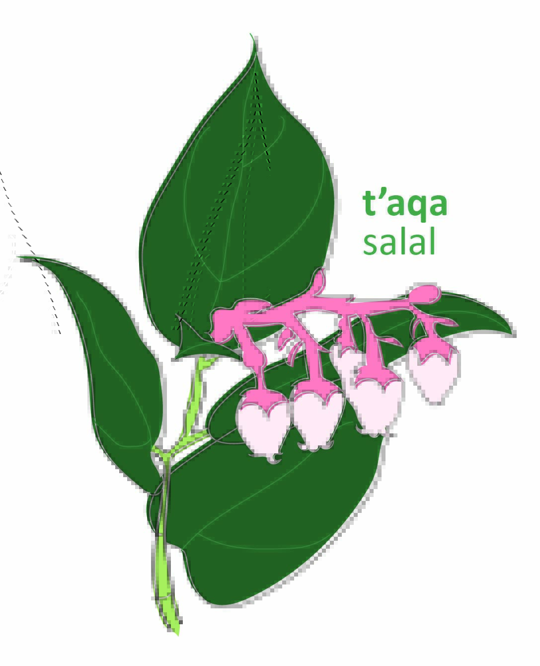 An illustration of a plant with green leaves and pink flowers. Text reads: t'aqa salal.