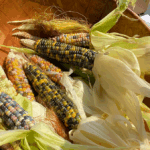 A wood bowl with a pile of multi-colored ears of corn