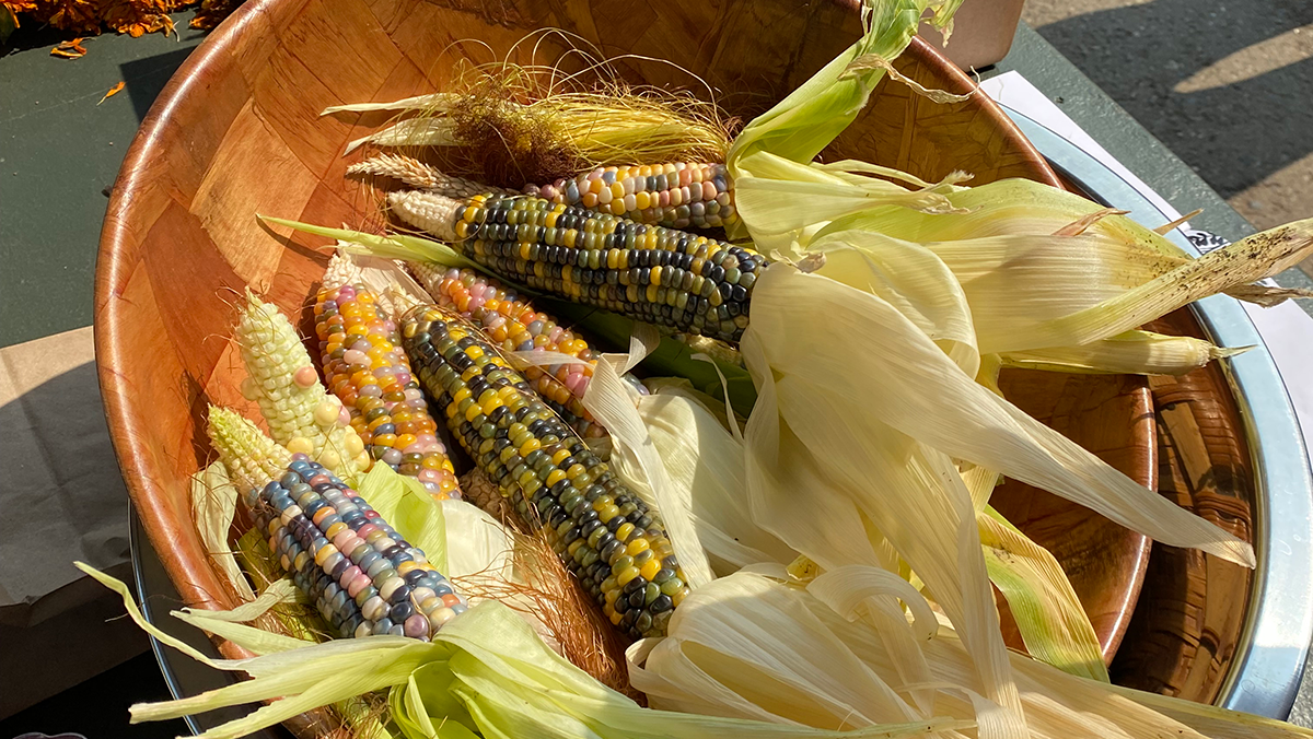 A wood bowl with a pile of multi-colored ears of corn