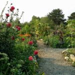 A pathway leading into a community garden with red flowers pictured in the foreground