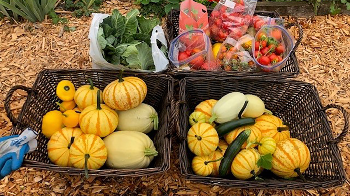 A collection of freshly harvested garden produce including wo brown wicker baskets with winter squash and one with bags of red tomatoes, and a plastic bag of greens