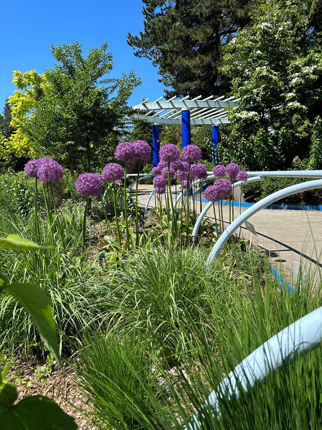 A garden bed along a sidewalk with bushy green tufts and tall stalks with a ball of purple flowers atop