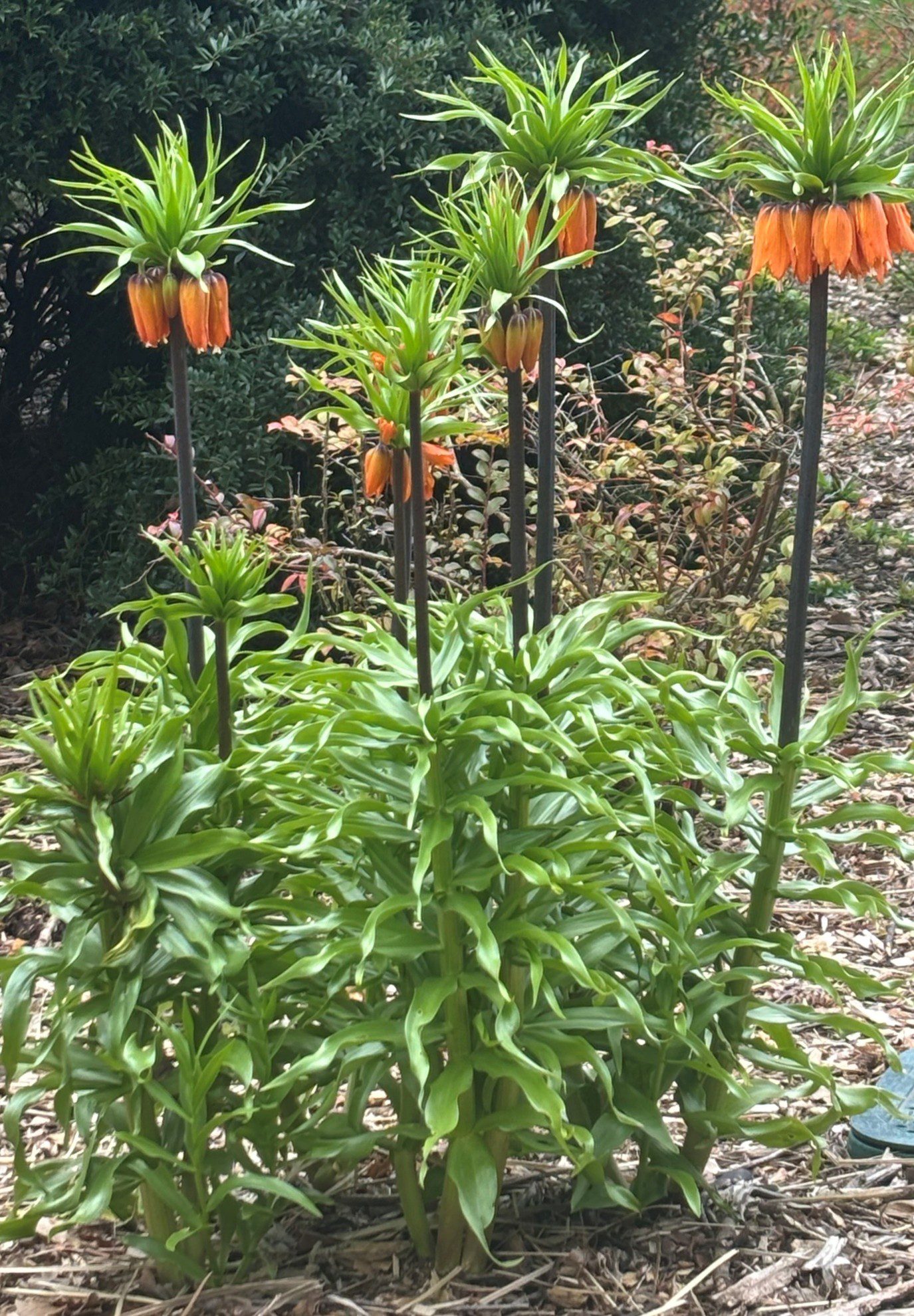 A group of flowers planted in woodchips with tall stalks and groups of orange flowers atop