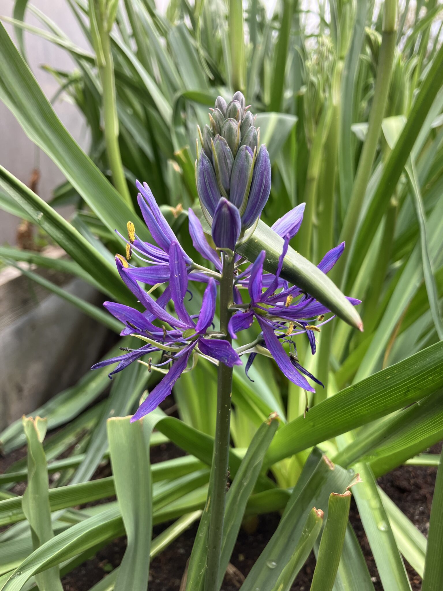 Close-up of a purple flower